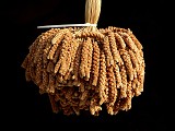 bundle-of-millet-grain-03_f6